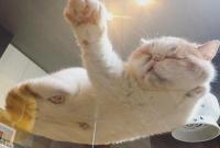 Снимки котиков, которых человеческие папарацци застали в самый неподходящий момент (фото)