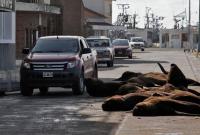 В Аргентине на улицы пустого города вышли морские львы (фото)