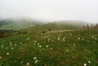 У Карпатах масово зацвіли квіти, які перебувають на межі зникнення (фото)