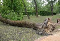 Ураган в Чернигове: падение огромного дерева на автомобиль попало на видео