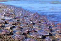 Азов кишит медузами: море сняли с высоты птичьего полёта