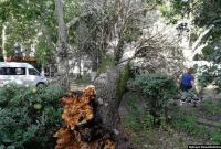 Негода в Одесі: повалені дерева та підтоплені вулиці