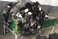 На границе с Польшей в украинца изъяли более сотни шкур песца