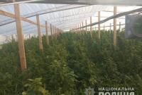 Полиция накрыла плантацию в 6 гектаров элитной конопли