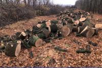 В Харьковской области незаконно вырубили деревья на почти 5 млн гривен